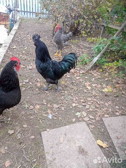 Петух ухейилюй