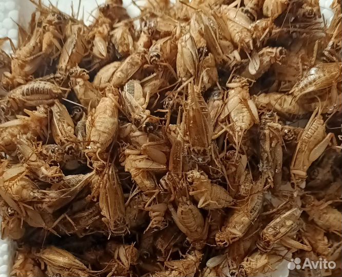 Сверчки кормовые