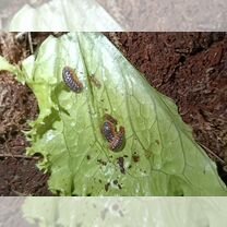 Мокрицы, слизни