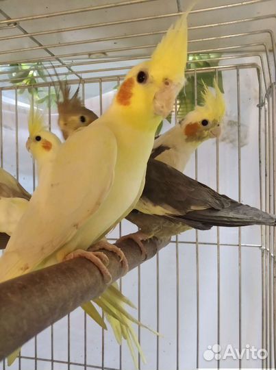 Волнистые, неразлучники, кореллы