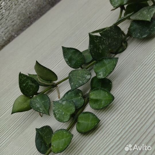 Каллизия розовая пантера, голд, ползучая, Рео