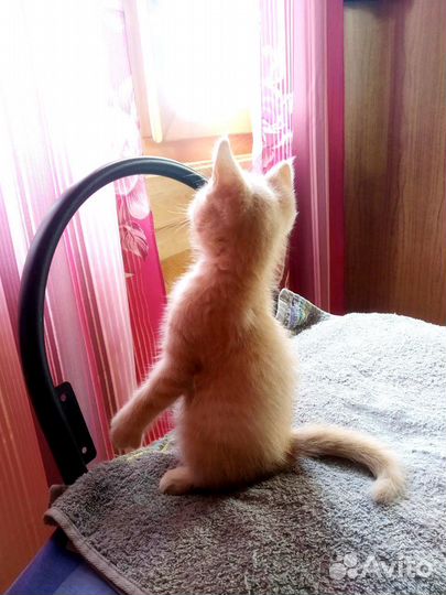 Персиковый рыжий котенок