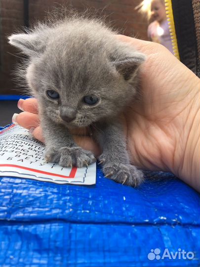 Котята британские