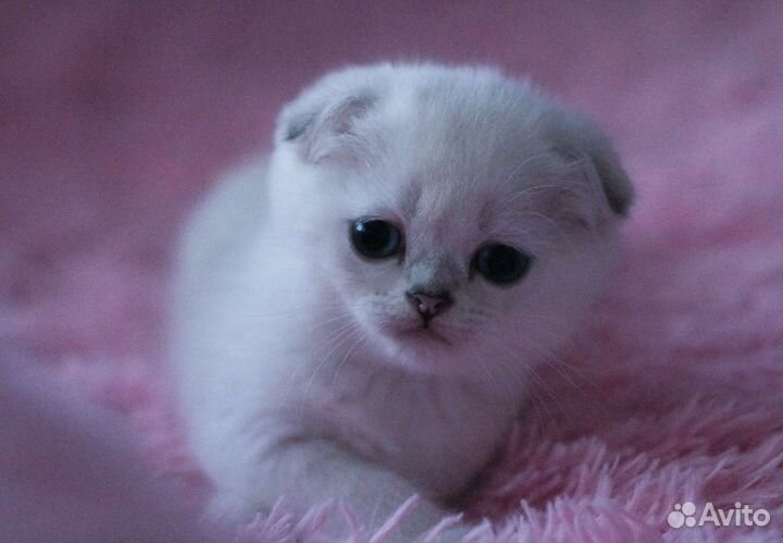 Голубоглазая шотландская вислоухая девочка