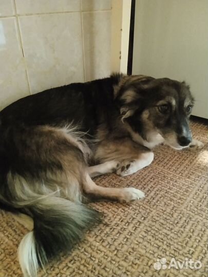 Щенки от небольшой собаки