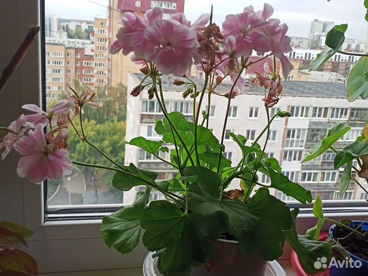 Пеларгония герань сортовая