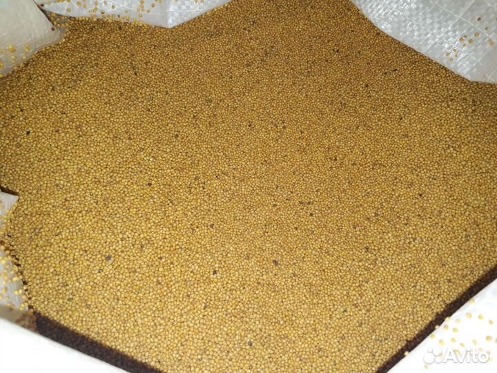 Семена горчицы