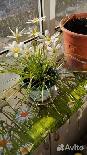 Цветок выскочка