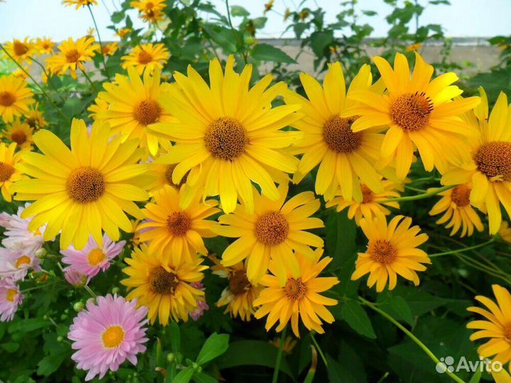 Цветы садовые