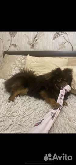 Вязка немецкий шпиц