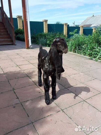 Козочка Камори 100%