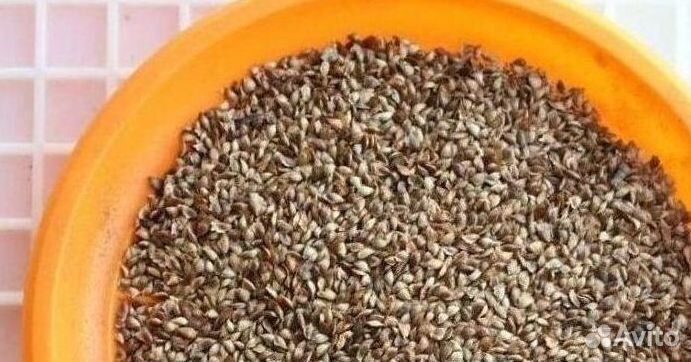 Семена / Лиственница сибирская