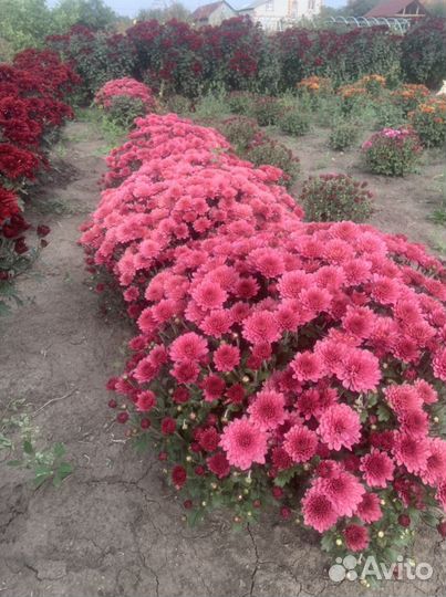 Хризантема Мультифлора