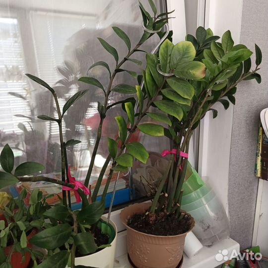 Замиокулькас