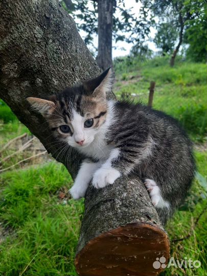 Котята в добрые руки бесплатно