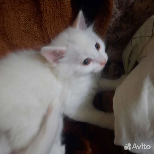 Турецкая ангора (котёнок)