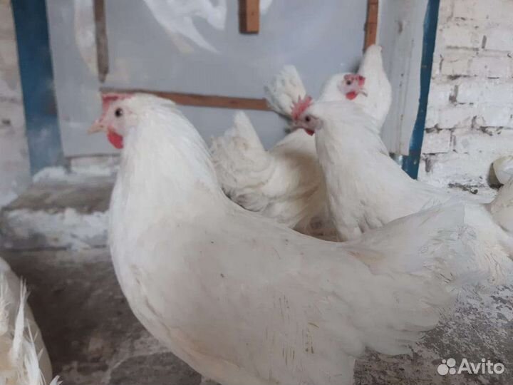 Куры молодки