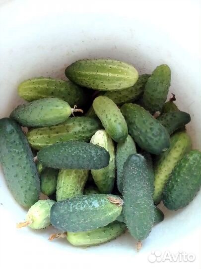 Зелень, овощи со своего огорода