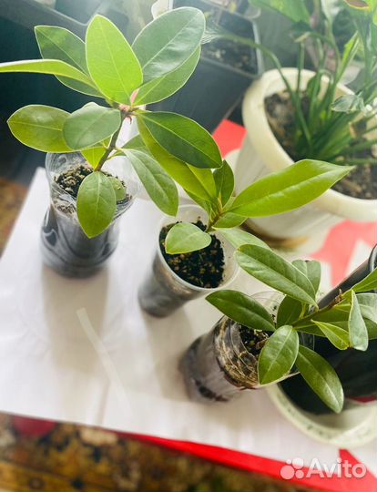 Магнолия грандифлора