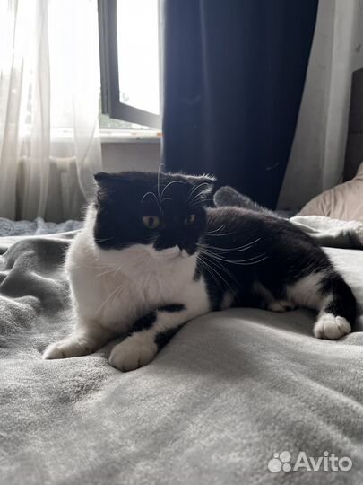 Кошка или кошки