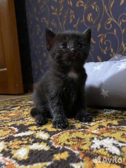 Котята в добрые руки бесплатно