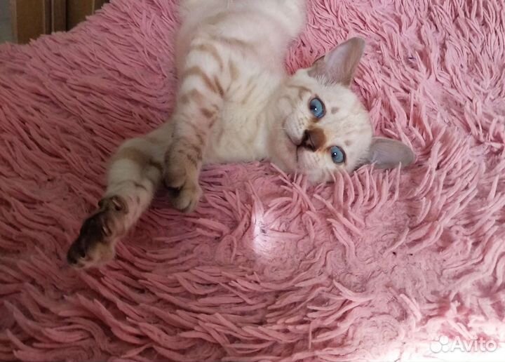 Котята Линкс (бенгальский снежный барс)