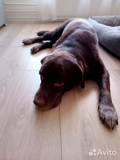 Лабрадор в добрые руки