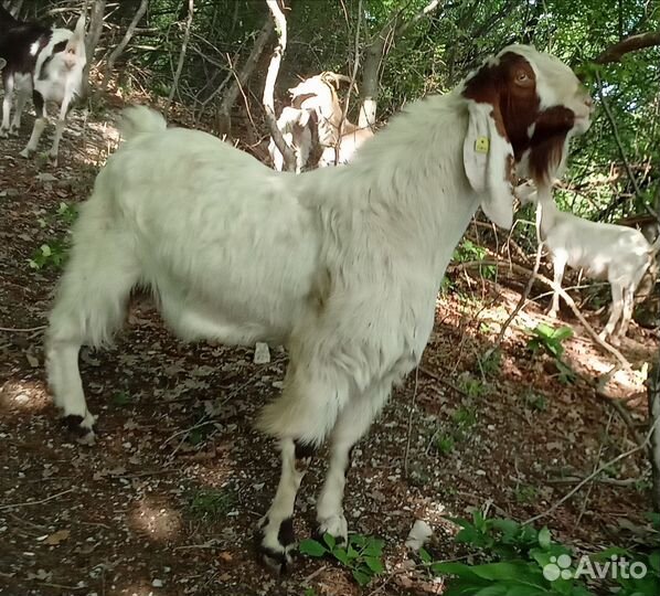 Козочки Камори %