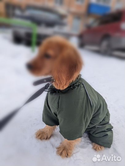 Куртка для собак