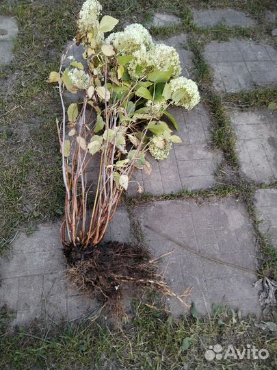 Гортензия белая, большой цветущий куст