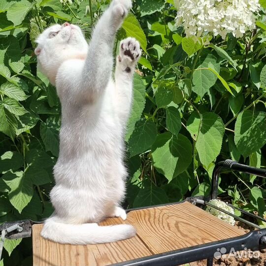 Девочка серебристая шиншилла