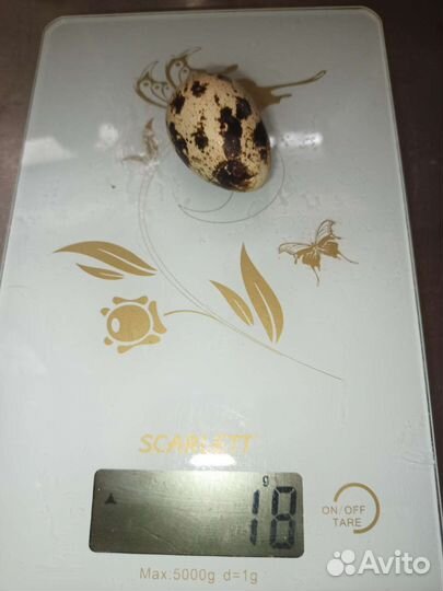 Яйца перепелиные инкубационное