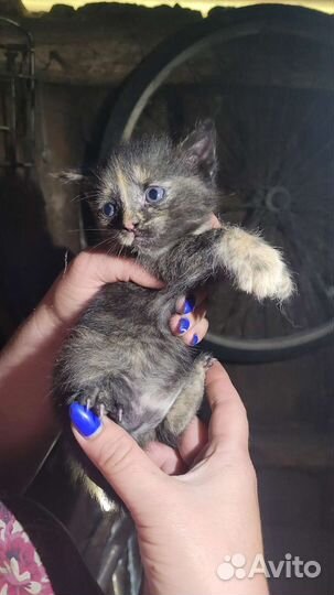 Котята девчушки бесплатно