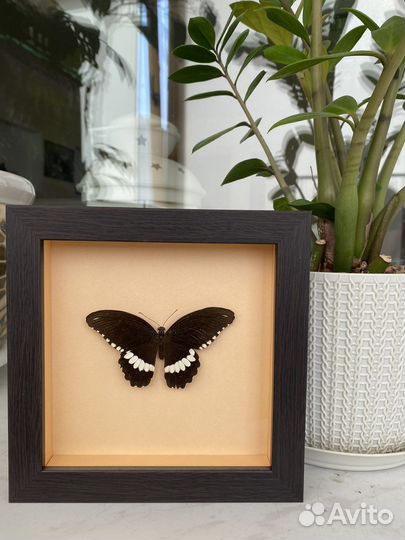 Бабочка в рамке