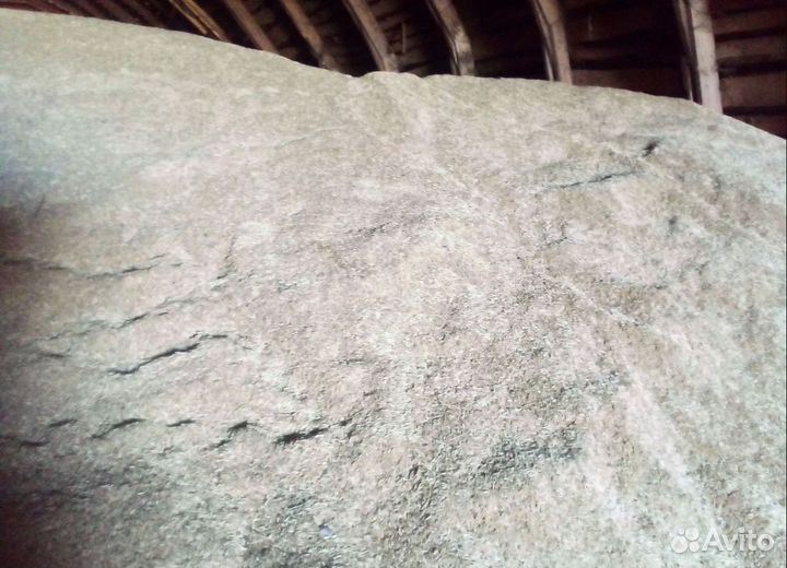 Ячмень озимый, Ячмень озимый на корм/посев