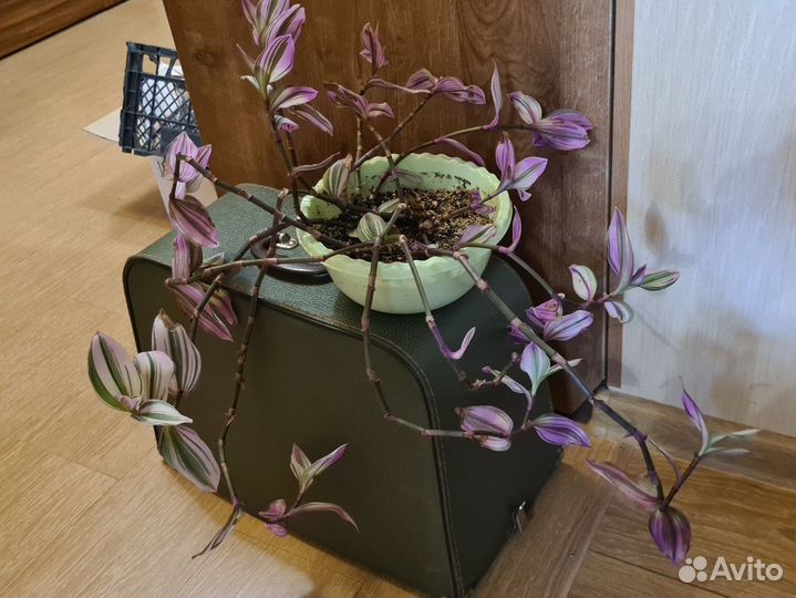 Традесканция