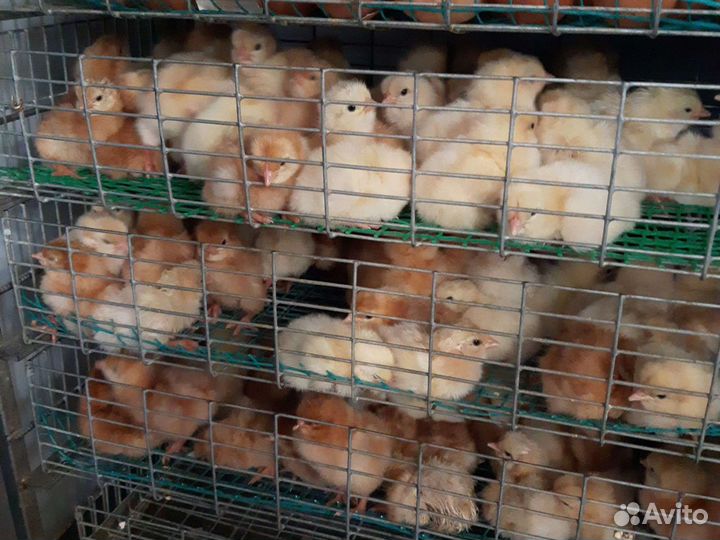 Ломан браун