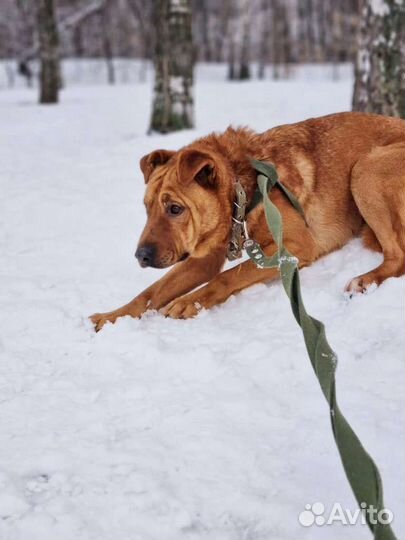 Собака в добрые руки из приюта бесплатно