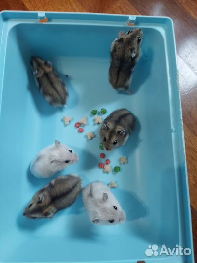 Джунгарский хомяк
