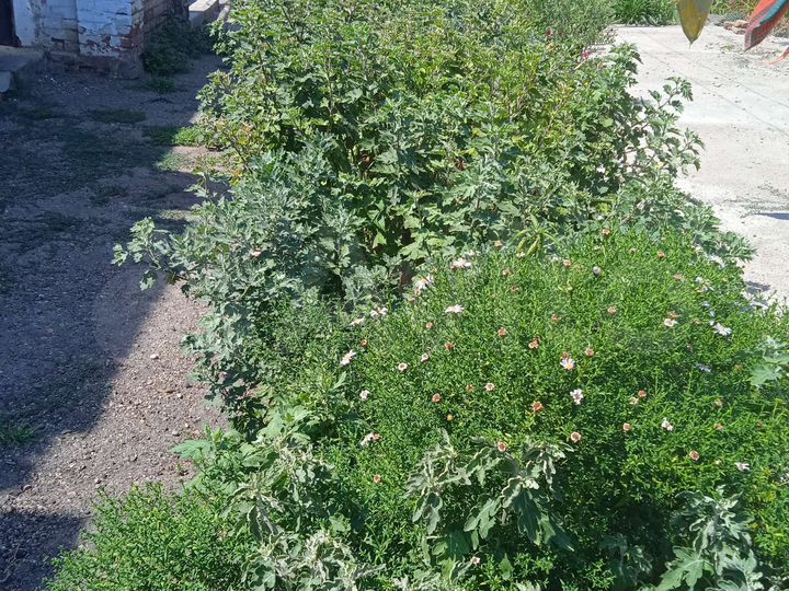 Участок 13,5 сот. (ИЖС)