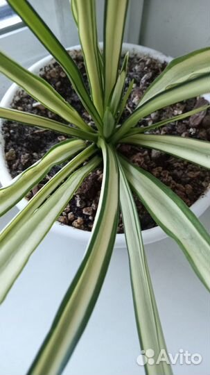 Сансевиерия Парва вариегатная