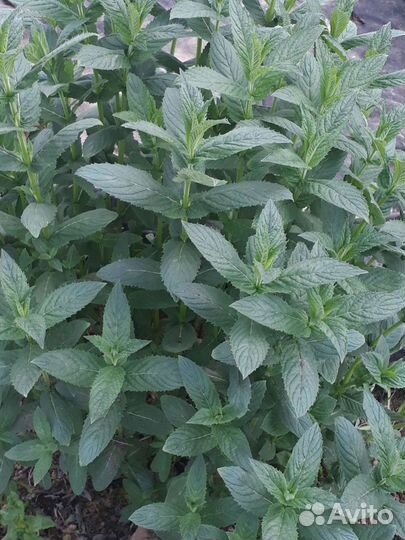 Пряные многолетние растения и травы для сада