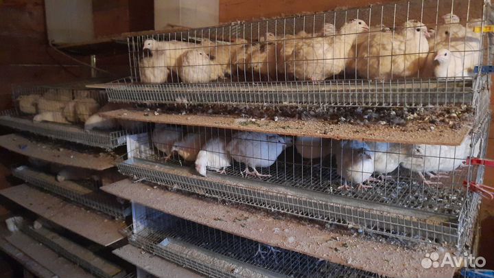 Техасский перепел