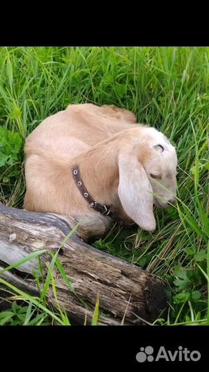 Коза дойная