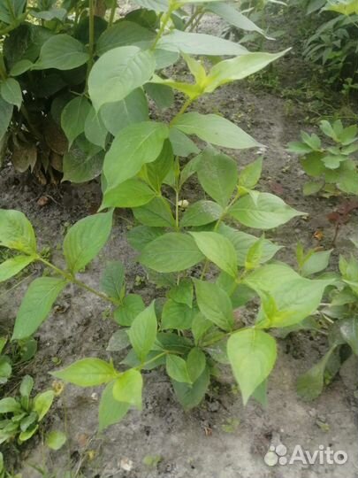 Вейгела - кусты