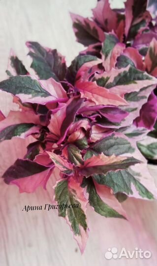 Гинура вариегатная