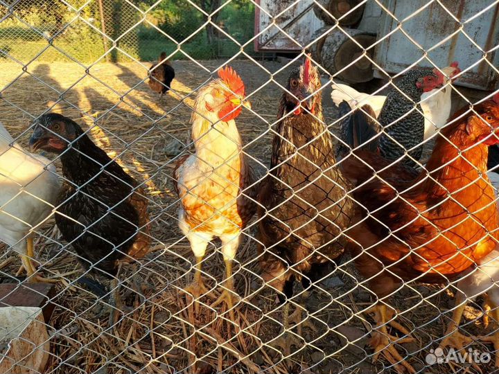 Молодые петухи