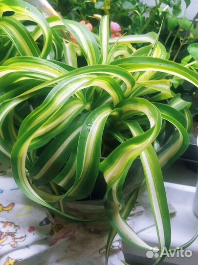 Хлорофитум