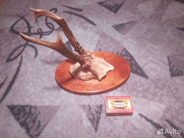 Рога касули