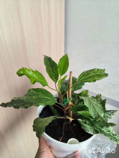 Гибискус розовый